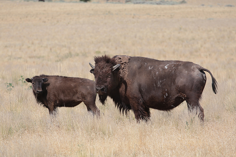 Bison : Antelope Island : Utah : Landscape Photos : Richard Moore : Photographer